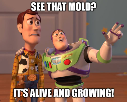 mold meme