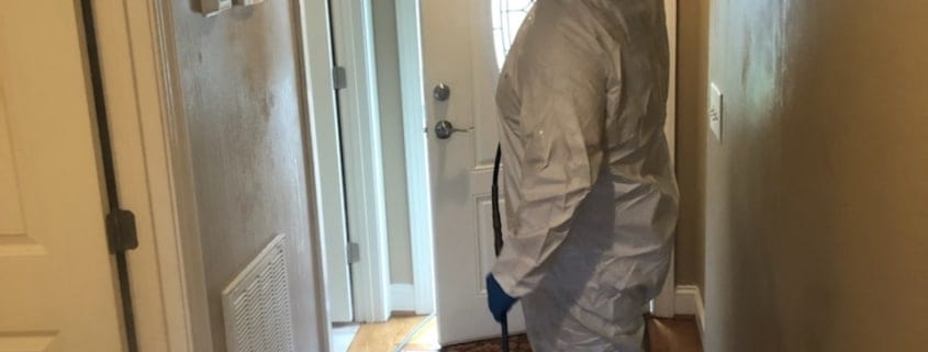 mold removal expert