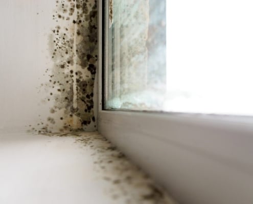 mold by window