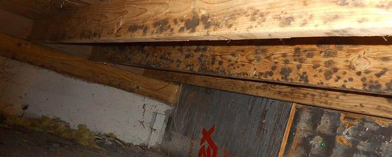 crawl space mold