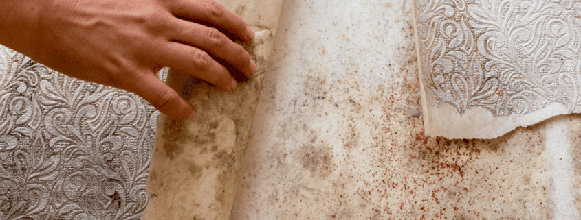 mold behind wallpaper