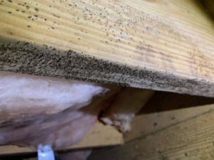 crawl space mold