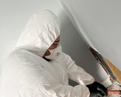 mold remediation