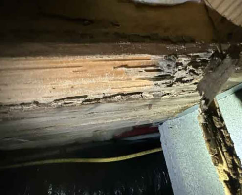 termite damage in the crawl space