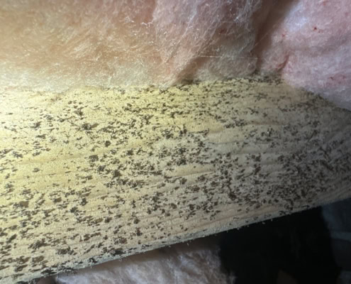 mold found during crawlspace inspection in Cary