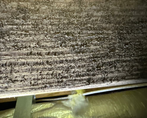 mold found in crawlspace of home in Chapel Hill