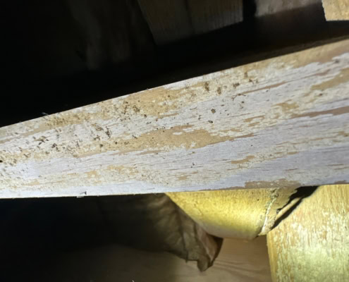 crawlspace mold and dry rot fungus found in Fayetteville
