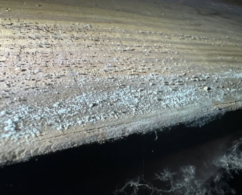 mold found during crawlspace inspection in Hillsborough