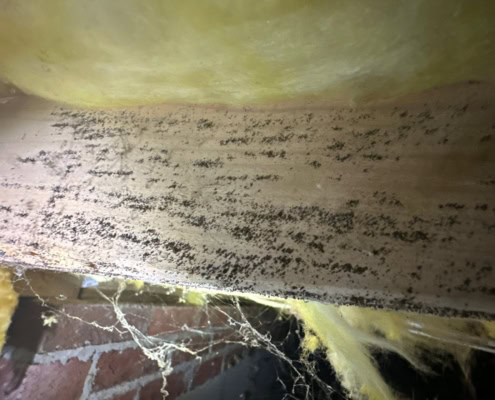 mold found in Hillsborough crawlspace during inspection