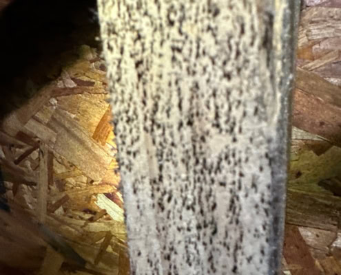 mold found in crawlspace under home in Wilson