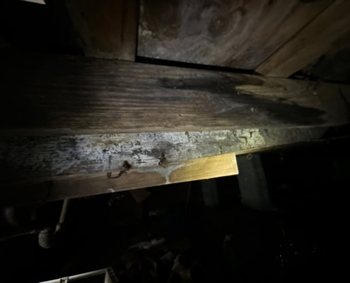 mold inspection in Angier