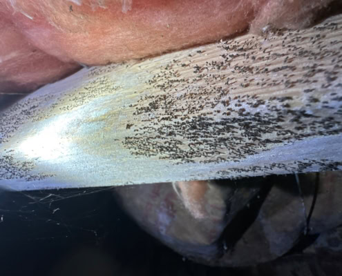 found mold during inspection in Fayetteville