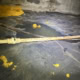 pooled water and fallen insulation found during inspection on Collins Creek Dr in Chapel Hill