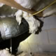 insulation falling from excess moisture at Skygrove Dr inspection