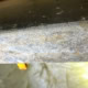 mold found during Linaria Ln crawlspace inspection