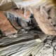 Senterwood Ct Fuquay-Varina crawl space inspection
